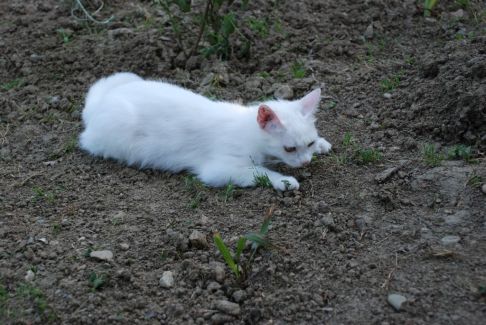 Picture of a cat / kitten / feline