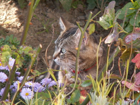 Picture of a cat / kitten / feline