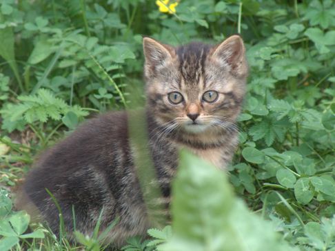 Picture of a cat / kitten / feline