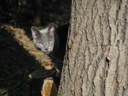 Picture of a cat / kitten / feline