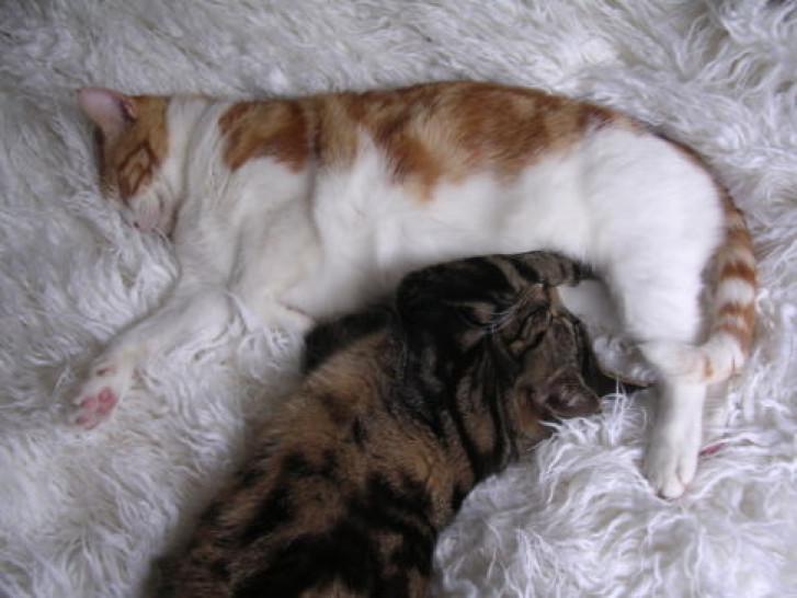 Picture of a cat / kitten / feline