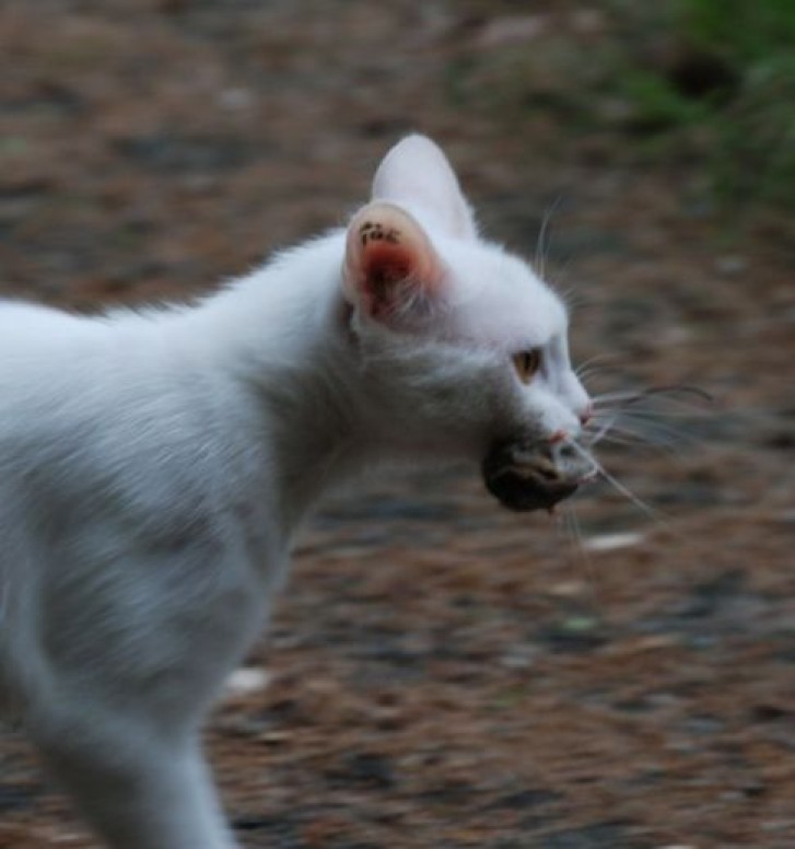 Picture of a cat / kitten / feline