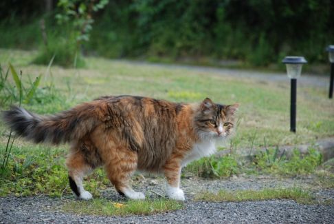 Picture of a cat / kitten / feline