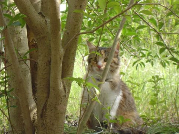 Picture of a cat / kitten / feline