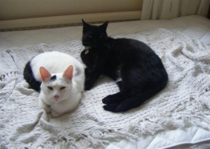 Picture of a cat / kitten / feline