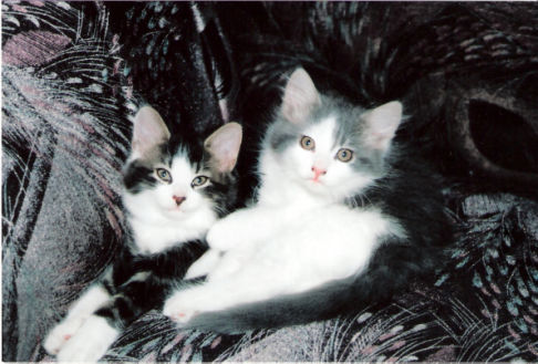 Picture of a cat / kitten / feline