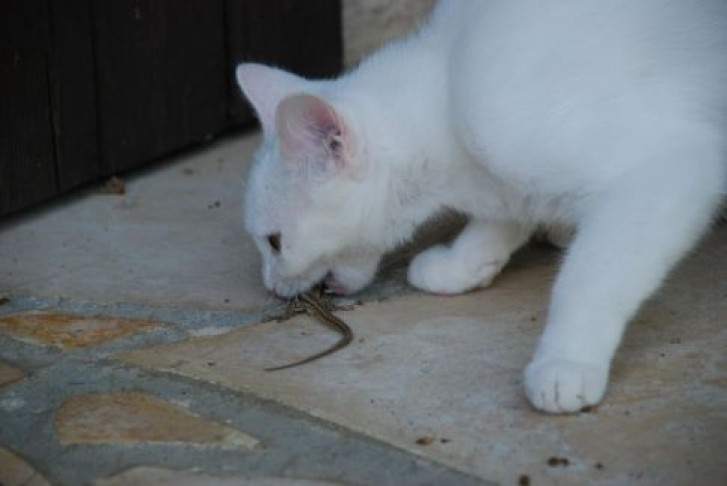 Picture of a cat / kitten / feline