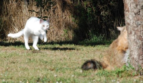 Picture of a cat / kitten / feline