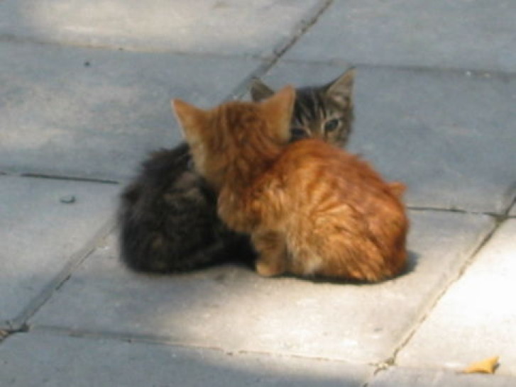 Picture of a cat / kitten / feline