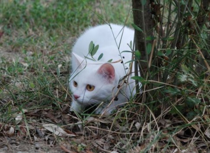 Picture of a cat / kitten / feline