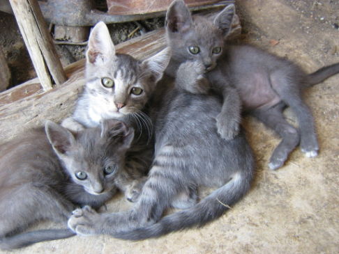 Picture of a cat / kitten / feline