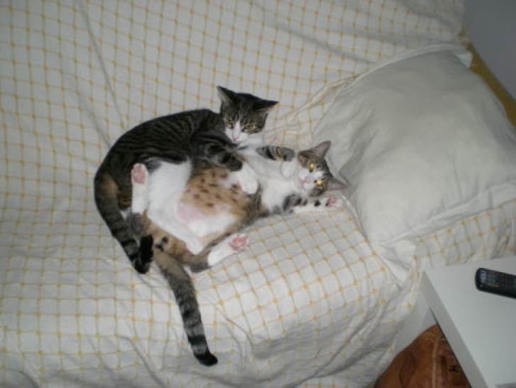 Picture of a cat / kitten / feline