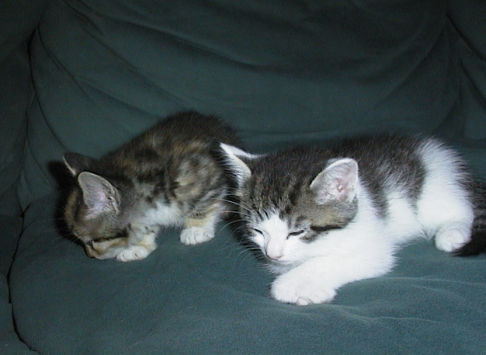 Picture of a cat / kitten / feline