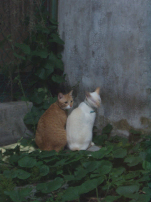 Picture of a cat / kitten / feline