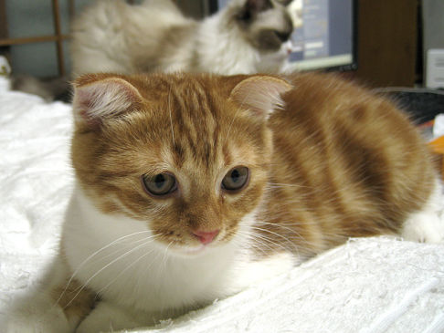 Picture of a cat / kitten / feline