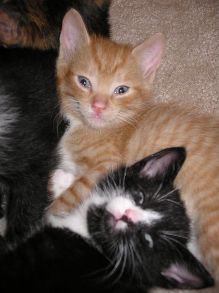 Picture of a cat / kitten / feline