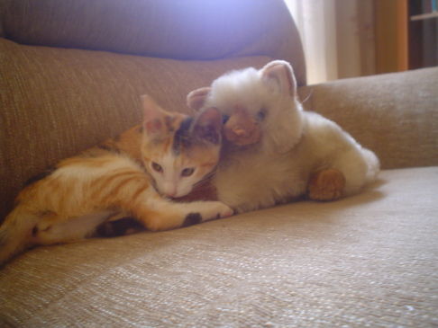 Picture of a cat / kitten / feline