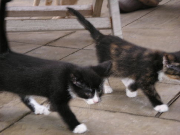 Picture of a cat / kitten / feline