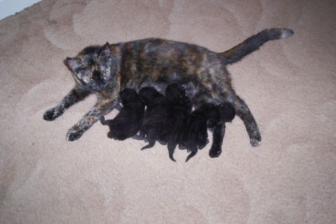 Picture of a cat / kitten / feline