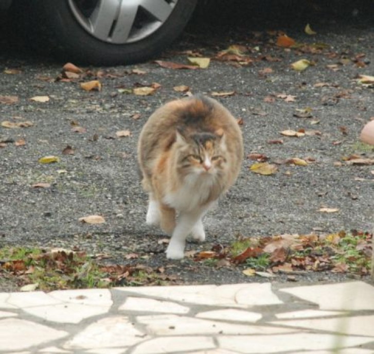 Picture of a cat / kitten / feline